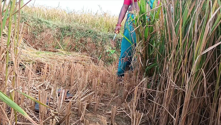 First Time Desi Bhabhi Fucked Hard in Paddy Fields - Homemade Indian Sex